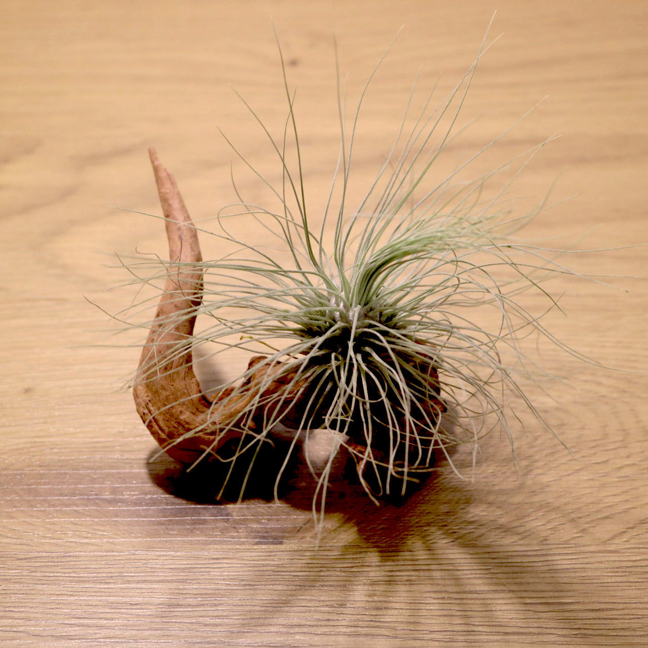 Tillandsia Fuchsii