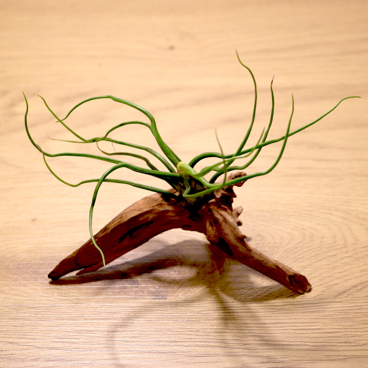 Tillandsia Bulbosa