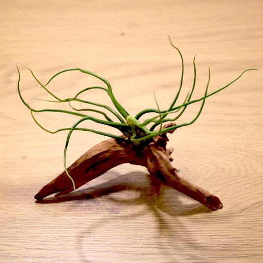 Tillandsia Bulbosa