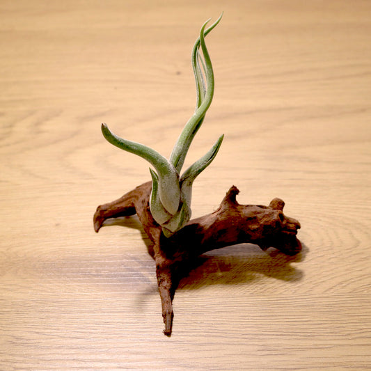 Tillandsia Caput-medusae