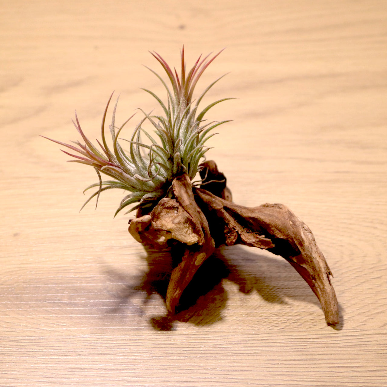 Tillandsia Ionantha